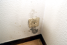 Schimmel entfernen