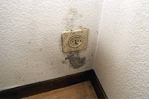 Schimmel behandeln